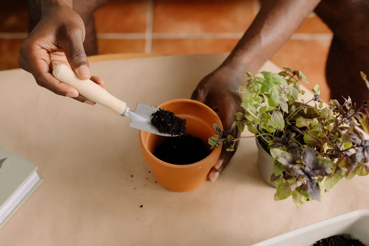 Herbal Remedies for Beginners: 10 Safe UK Garden Herbs to Start With
