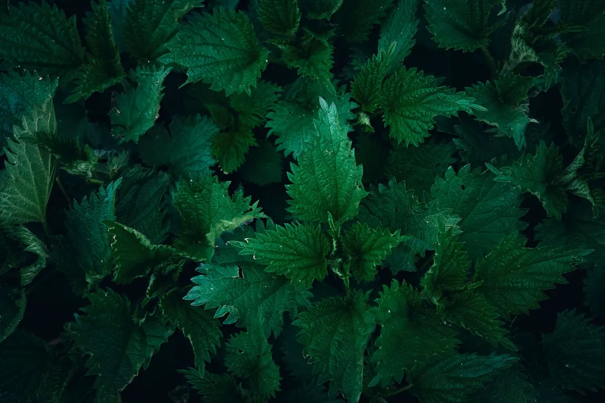 Nettle: A Complete UK Foraging and Herbal Guide